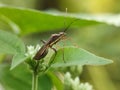 sunbathing beetles in the morning Royalty Free Stock Photo