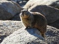 Sunbathing California Ground Squirrel Royalty Free Stock Photo