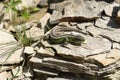 Common Lizard on the stone in sunny summer in the garden Royalty Free Stock Photo
