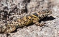 Sunbathing Crevice Spiny Lizard Royalty Free Stock Photo