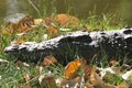 Sunbathing Crocodile Royalty Free Stock Photo