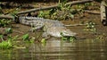 Sunbathing Crocodile Royalty Free Stock Photo