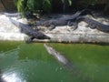 Sunbathing crocodile get some energy Royalty Free Stock Photo