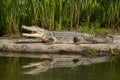 Sunbathing crocodile near pond, wildlife conservation, predator resting Royalty Free Stock Photo