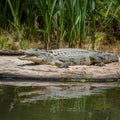 Sunbathing crocodile near pond, wildlife conservation, predator resting Royalty Free Stock Photo