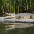 Sunbathing crocodile near pond, wildlife conservation, predator resting Royalty Free Stock Photo