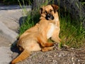 Sunbathing dog