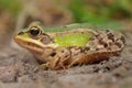 Sunbathing edible frog