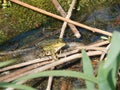 Sunbathing frog