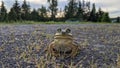 Sunbathing Frog In Gravel Driveway Away From Any Water