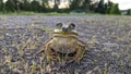 Sunbathing Frog In Gravel Driveway Away From Any Water