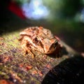 Sunbathing frog