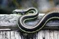 Sunbathing Garter snake