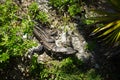 Sunbathing iguana. Tropical plants. Tulum