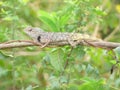 Sunbathing of Indian garden lizard chameleon Royalty Free Stock Photo