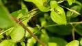 Sunbathing of Japanese Tree Frog