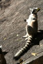 Sunbathing lemur