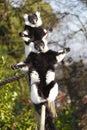 Sunbathing Lemurs