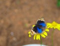 A sunbathing male Blue Pansy Royalty Free Stock Photo