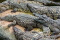 Sunbathing Nile Crocodile