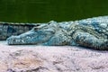 Sunbathing Nile Crocodile