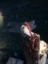 Sunbathing Red Dragonfly Perched atop Wooden Stick