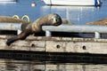 Sunbathing Sea Lion on Commercial Pier Royalty Free Stock Photo