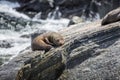 Sunbathing Seal on Rocky Shore of Milford Sound Royalty Free Stock Photo