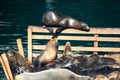 Sunbathing Seals At Monterey Harbour California
