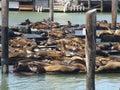 Sunbathing Seals On Pier 39 In San Francisco, USA