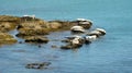 Sunbathing Seals At The Shore Of Sakhalin Island, Russia