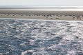 Sunbathing Seals Between Terschelling And Ameland