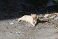 Sunbathing stray cat