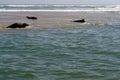 Sunbathing Team of Semi-Aquatic Seals Royalty Free Stock Photo