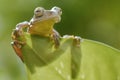 Sunbathing tree frog