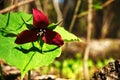 Sunbathing Trillium on the Forest Floor