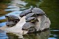 Sunbathing turtles