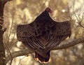 Sunbathing Vulture Royalty Free Stock Photo