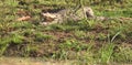 Sunbathing of Wild Crocodile with Rain Forest Royalty Free Stock Photo