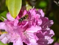 SunbathinWasp on a pink azalea Royalty Free Stock Photo
