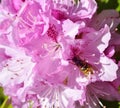 SunbathinWasp on a pink azalea Royalty Free Stock Photo