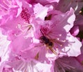 SunbathinWasp on a pink azalea Royalty Free Stock Photo