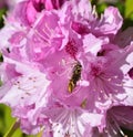 SunbathinWasp on a pink azalea Royalty Free Stock Photo