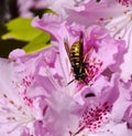 SunbathinWasp on a pink azalea Royalty Free Stock Photo