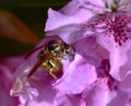SunbathinWasp on a pink azalea Royalty Free Stock Photo
