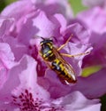 SunbathinWasp on a pink azalea Royalty Free Stock Photo