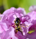 SunbathinWasp on a pink azalea Royalty Free Stock Photo