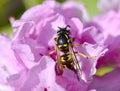 SunbathinWasp on a pink azalea Royalty Free Stock Photo