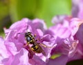 SunbathinWasp on a pink azalea Royalty Free Stock Photo