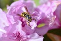SunbathinWasp on a pink azalea Royalty Free Stock Photo
